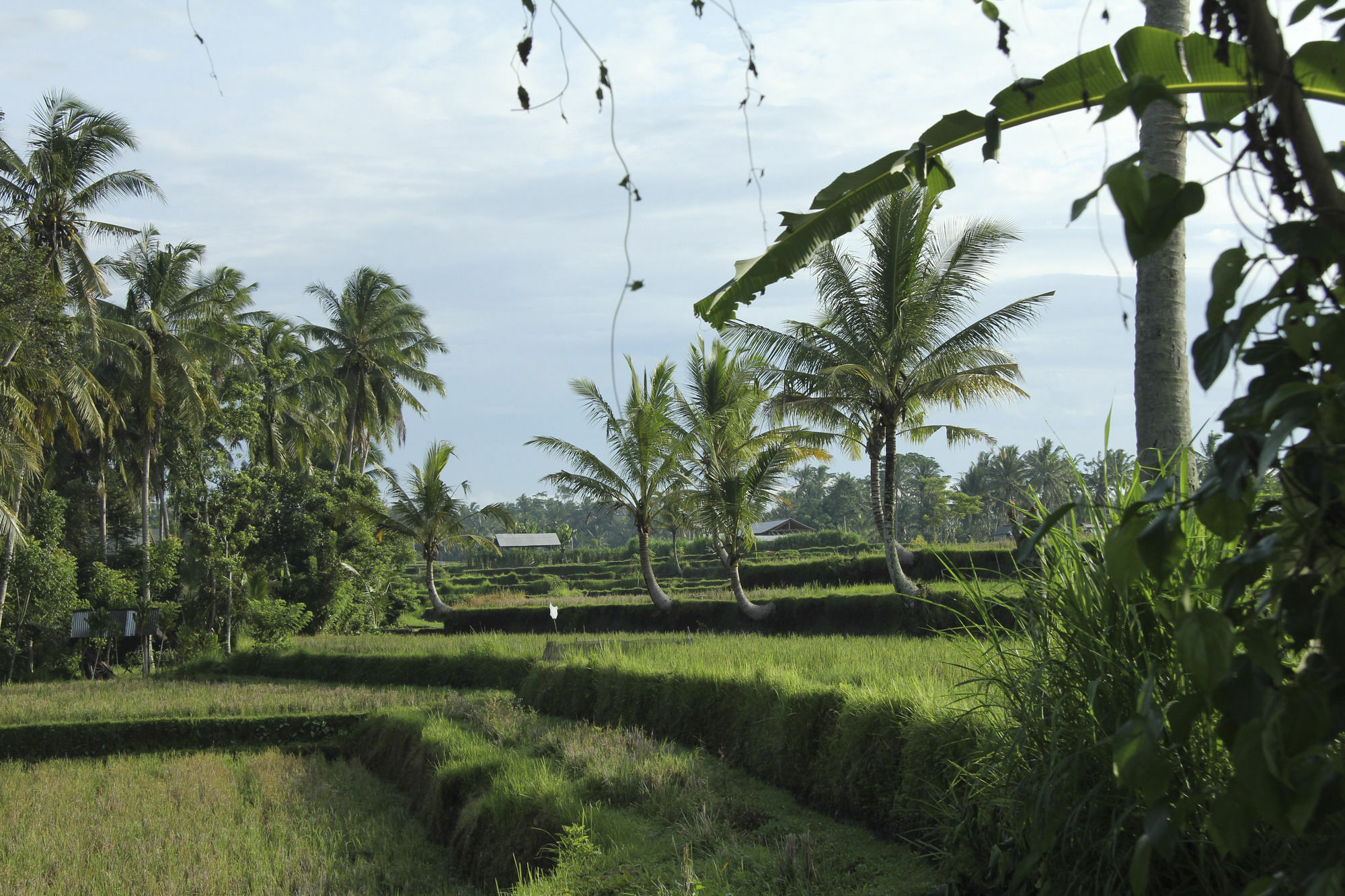 Sandat Glamping Tents Luxe tent Ubud